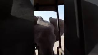 Encontro Perturbador em Floresta Sinistra Capturado por Câmera #encontrosperturbadores