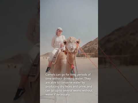 Fascinating Facts About Camels That Will Blow Your Mind#shorts