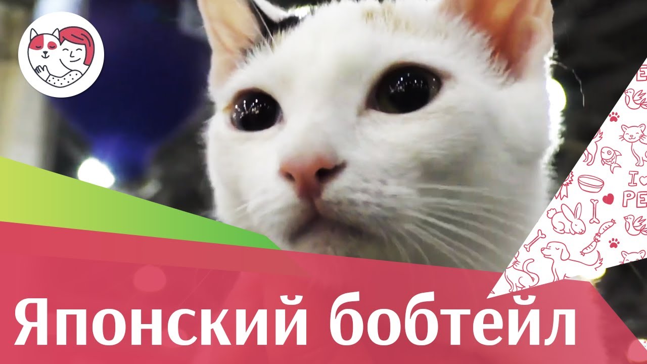 5 особенностей ухода за золотистым ретривером