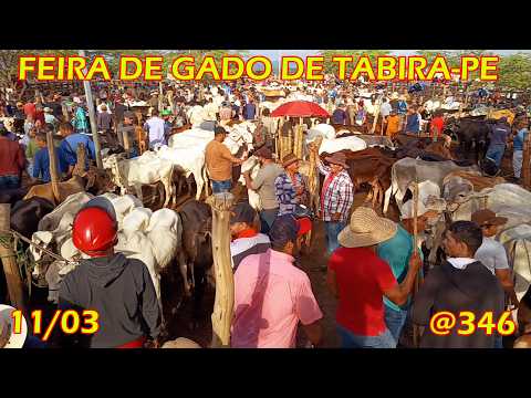 Feira de Gado de Tabira-PE (11/03/26)