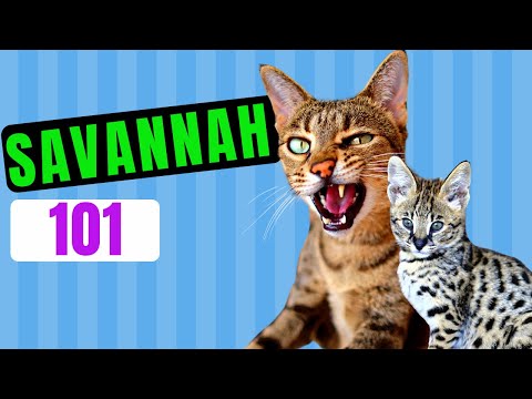 SAVANNAH CAT 101  - Everything You Need To KNOW ABOUT Savannah CATS!