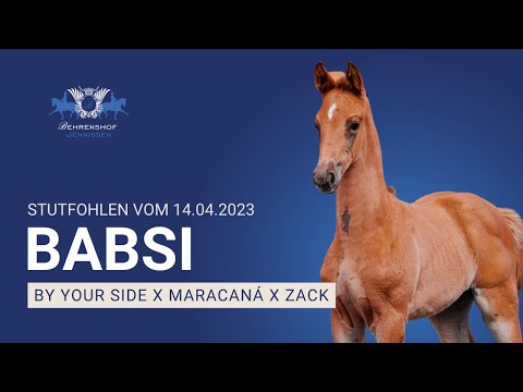 Babsi – Stutfohlen von By Your Side x Maracaná – Mai 2023