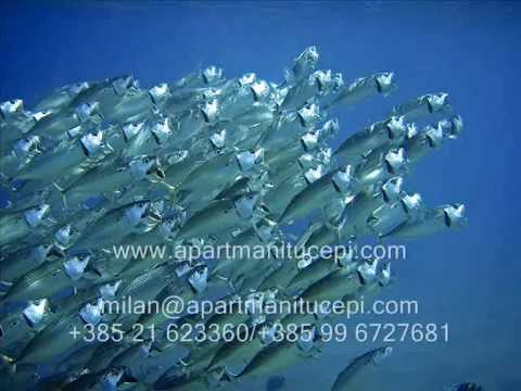 Ja san mladi dalmatinac - klapa Tučepi