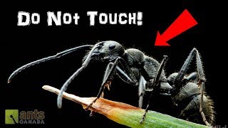 MY NEW BULLET ANTS OF ASIA! SAVAGE!