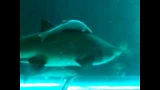 preview picture of video 'Aquarium, Kattegatcentret - Grenaa - Denmark'