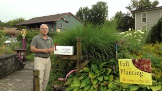 Landscape design - What to plant around a mail box