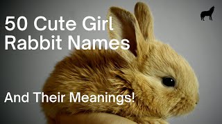 50 Cute Girl Rabbit Names - and Their Meaning