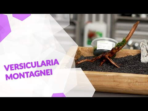 Vesicularia montagnei Christmas Moos, das Weihnachtsbaummoos für dein Aquarium!