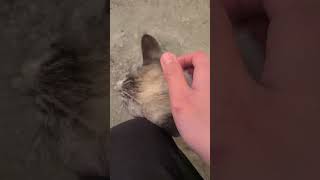 野良猫との戯れ104 #野良猫