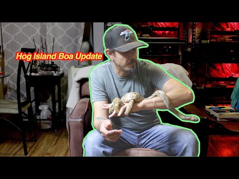 Hog Island Boas Update