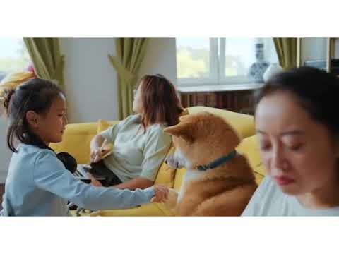 Funny cat and kittens Meowing sound Effects compilation # cute dog #cute cat.......