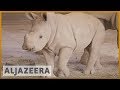 Planet SOS New Technology Can Save Rare Rhino