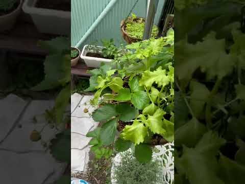 庭で育てるのに最適なイチゴの品種は何ですか?  庭園