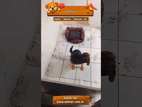Vídeo de bento 