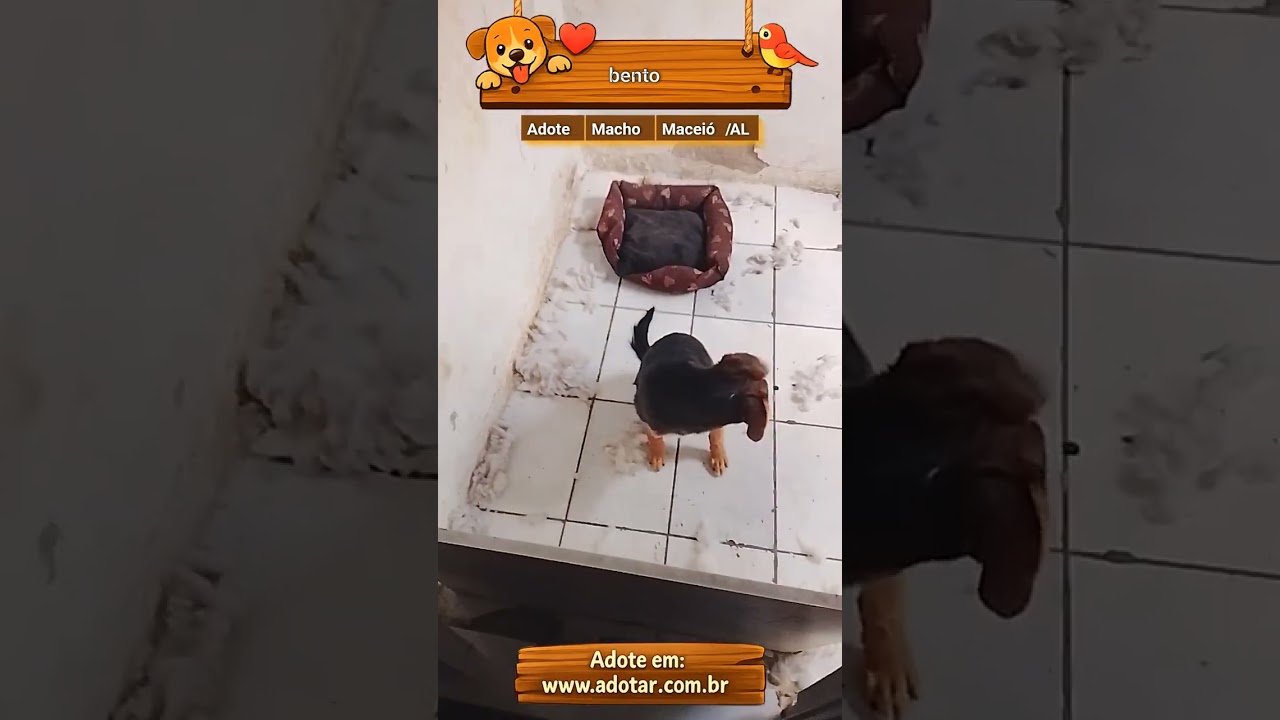 Cachorro raça SRD-ViraLata idade 2 a 6 meses nome bento 