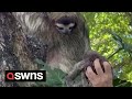Baby sloth reunited with mum after it was found crying on a beach 🦥  | SWNS