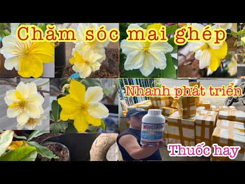 chăm sóc mai ghép nhanh phát triển | giống hoa mai đẹp | ngày 3/6/2023
