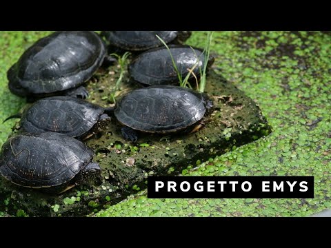 Progetto Emys