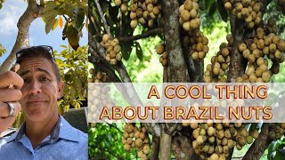 A cool thing about Brazil nuts...