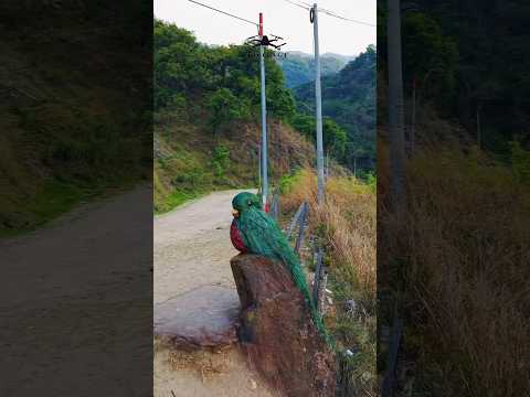 Nuestra Ave Nacional 🇬🇹 Rabinal, Baja Verapaz #ElQuetzal #viral #COMPARTEYSIGUENOS