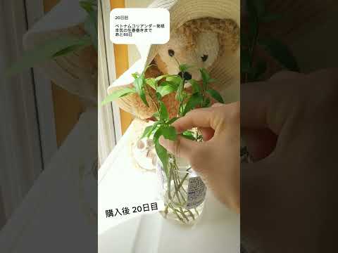 ベトナム産コリアンダー、チャイニーズバジル、ベトナム産ミント、ラウラム、ペルシカリア・オドラタ