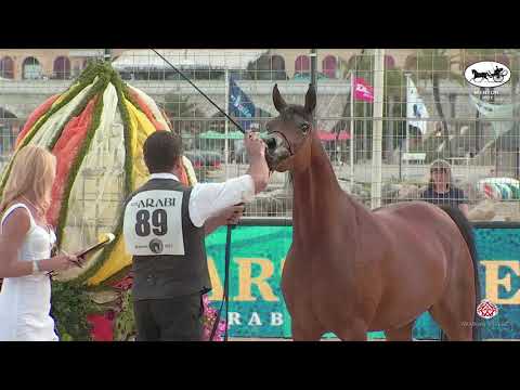 N 89 ALSA   Mediterranean and Arab Countries AHC   Menton 2021   Mares 8+ Years Old Class 5