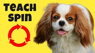How to Teach a Cavalier King Charles Spaniel  to Spin in a Circle | Cavalier Training