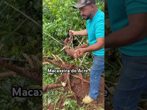 Macaxeira é bom demais #macaxeira #mandioca #riobrancoacre #youtube