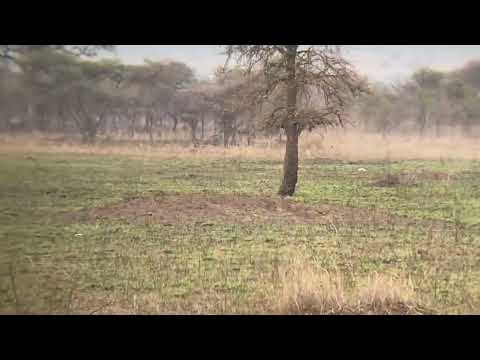 Lion hunts warthog piglets #bigcats #wildanimals #animals  #lions #hunting ##natgeo #nature #magical