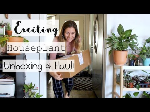EXCITING Rare Houseplant Unboxing & Haul! | Steve's Leaves Haul & Review!