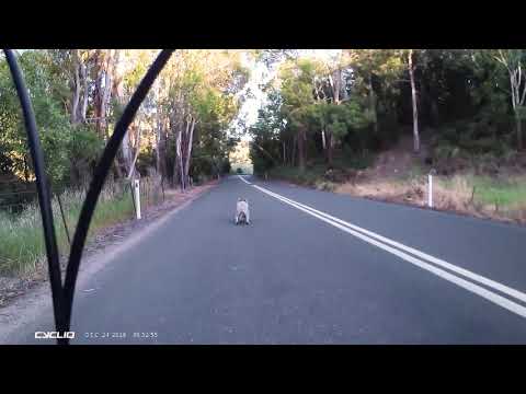 Cute Cycling Encounters