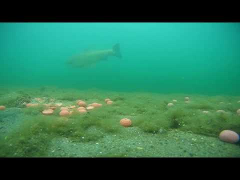 SOUBOJ NÁSTRAH-levné vs drahé boilies + podvodní záběry