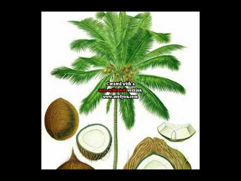 Mr Maninho ft Ossuras - Mwana Mpawe