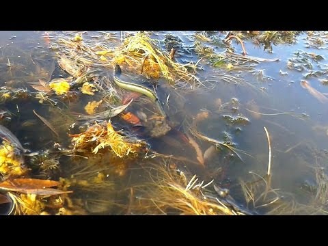 The Medicinal Leech (Hirudo verbana) Crawls and Swims