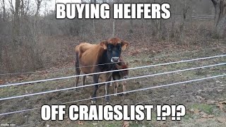 I Bought Heifers Off Craigslist