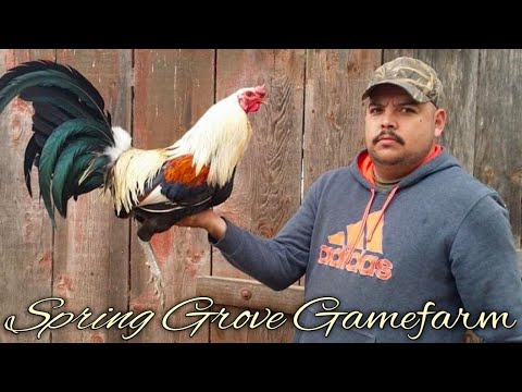 Clements grey Sweater Yellow leg hatch - SPRING GROVE FARM