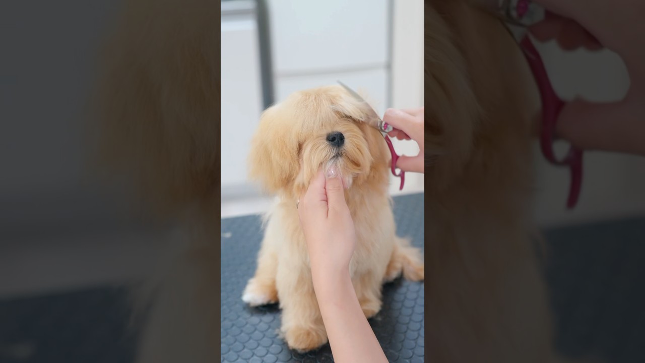 長ーい前髪をカットしたら・・・