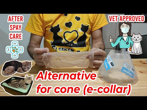DIY: How To Make Cat Cone Alternative - Cats protection after spay surgery
