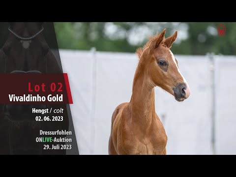 ONLIVE-AUKTION Lot 02 Vivalinho Gold Hengst v. Valdiviani - Belissimo M