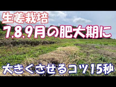 ショウガの根茎に現れるシュート