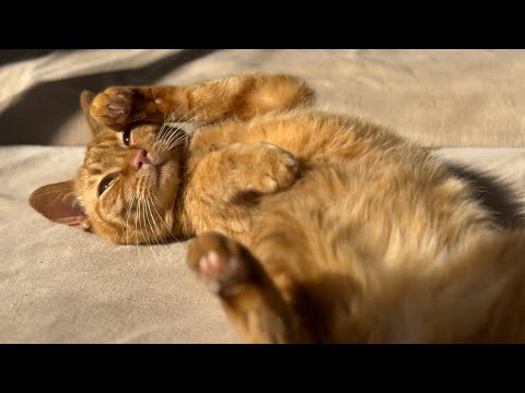 youtube-動物記事1970/01/01 09:00:00