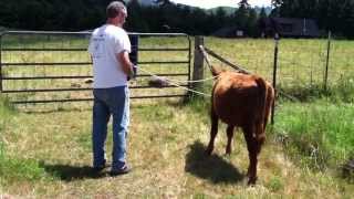 Teaching Our Calf To Lead - Part 1 of 6