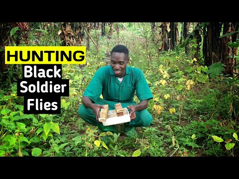 Setting a Trap For BLACK SOLDIER FLY | Alternative Chicken Feed