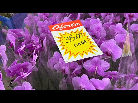 Live das Plantas Com preços - Orquídeas e Folhagens! 