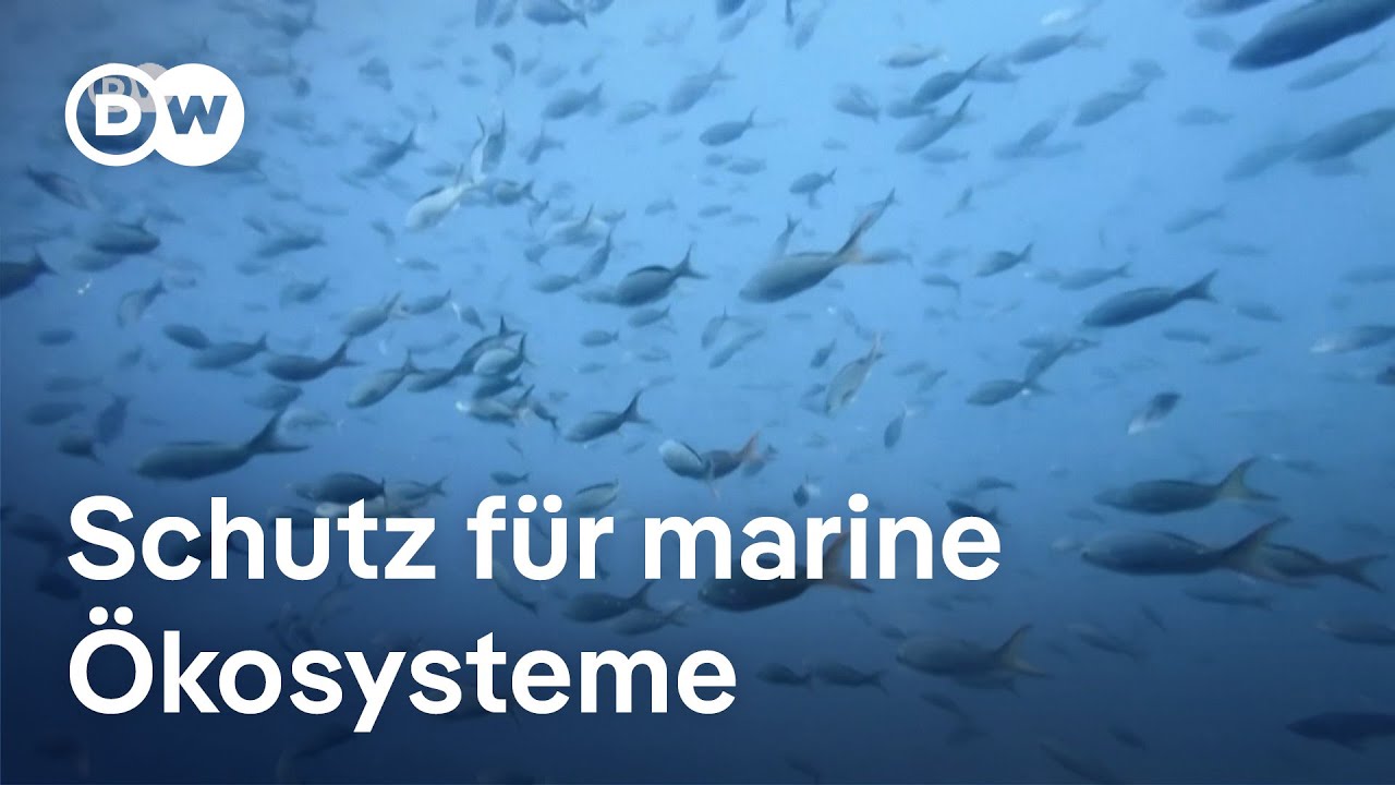 Hochseeschutz-Abkommen: Neue Regeln für die Ozeane | DW Nachrichten