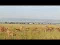 Male Lion Not Scared Of 30 Hyenas Full Sighting