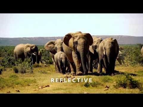 How Music Can Change a Scene: Wildlife