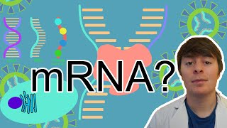 What Is mRNA? | mRNA COVID Vaccines