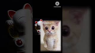 #猫ミーム #エルガト を歌わせる