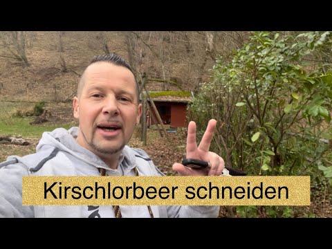 Garten | Kirschlorbeer | schneiden | stutzen | Frühling | Garden | Selbstversorger